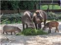 Veranstaltungsbild Freizeitpark Jaderberg