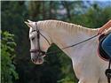 Veranstaltungsbild Reitabzeichenlehrgang für das Reitabzeichen 10
